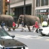 elephants