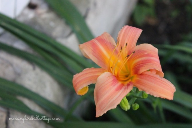 daylily4