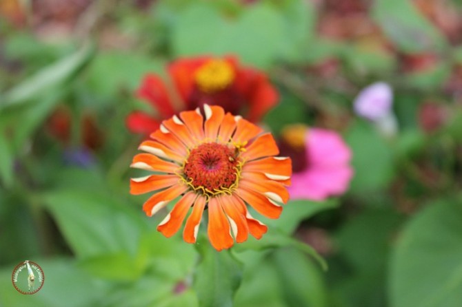 orangezinnia