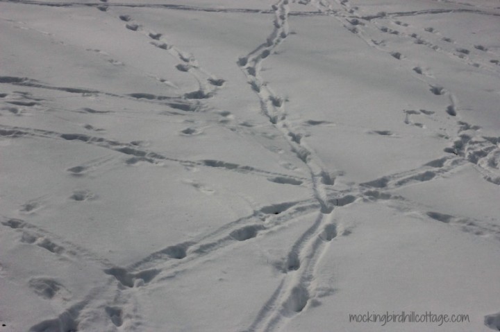 snowtracks1