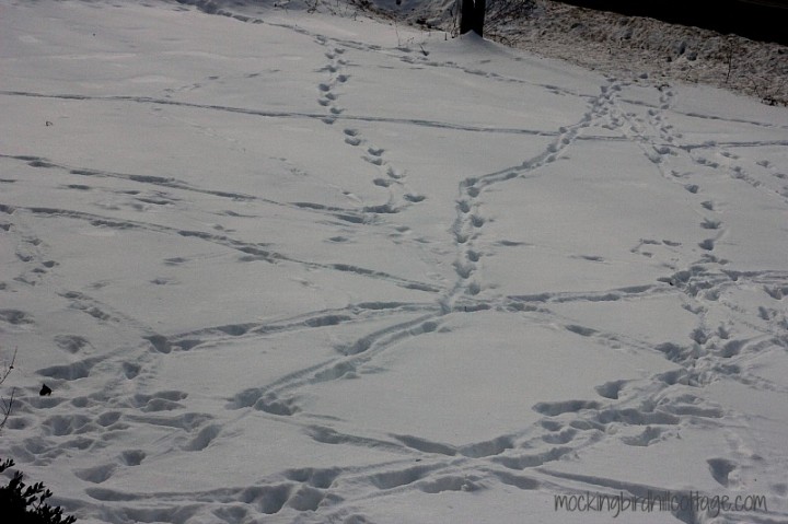 snowtracks2