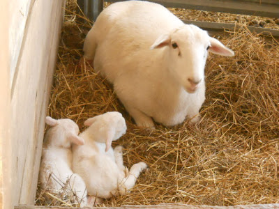 Baby Sheep