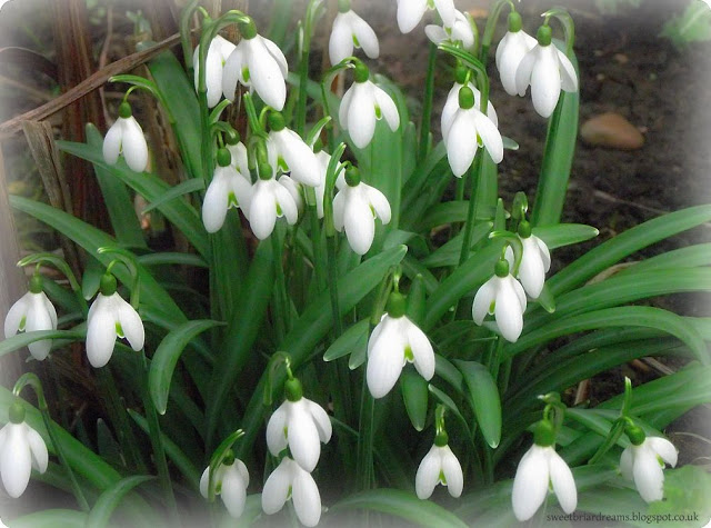 BeFunky_snowdrops2.jpg