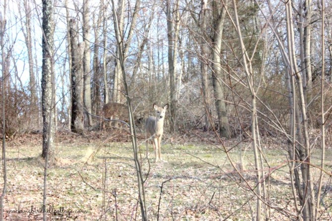 babydeer