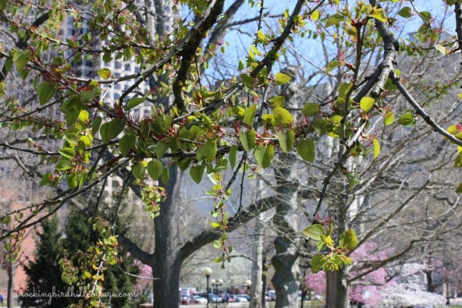 bushnellredbuds