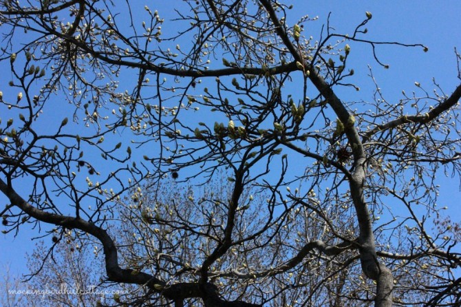 bushnelltreebuds