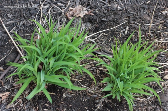 daylily