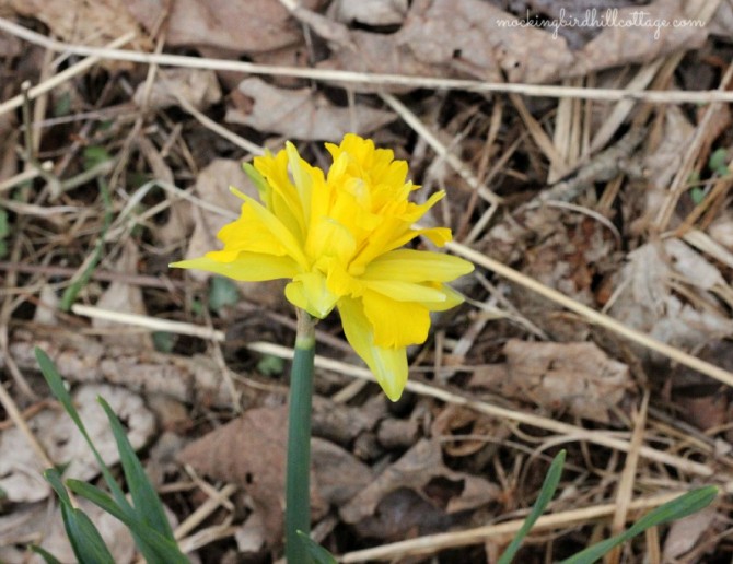 firstdaffodil