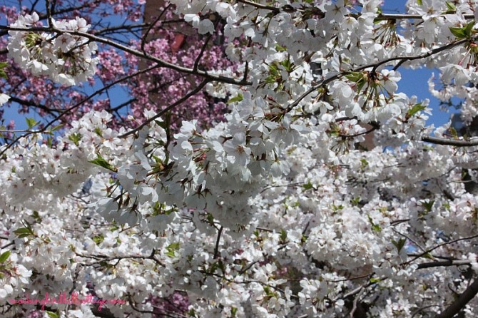 floweringtrees