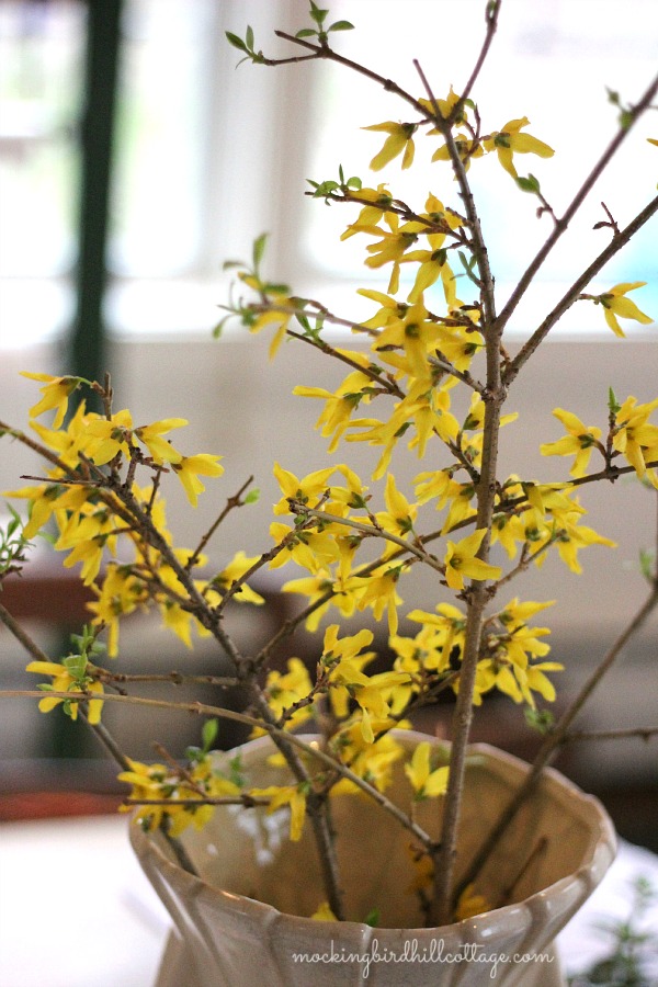 forsythia