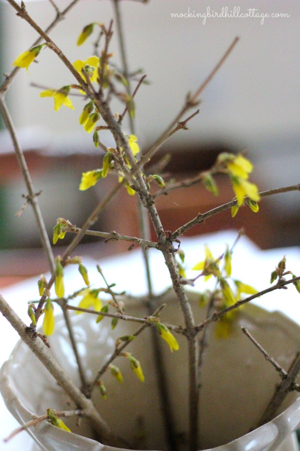 forsythia1