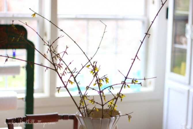 forsythia2