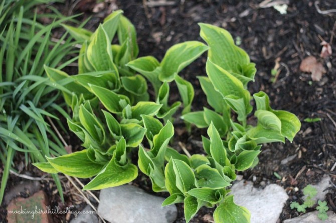 hosta