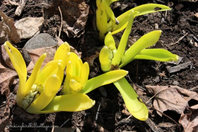 hyacinths