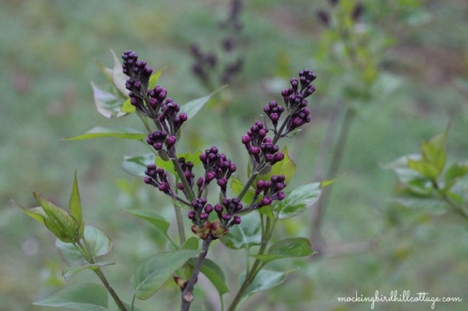 lilacs