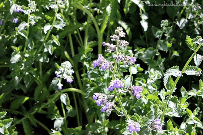 catmint