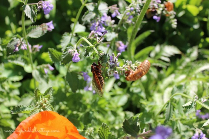 cicadaoncatmint