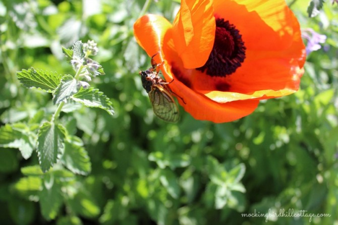 cicadaonpoppy