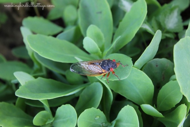 cicadaonsedum