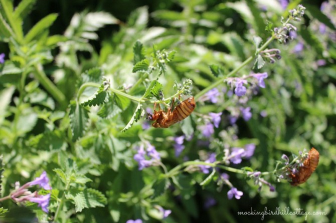 cicadas2exos