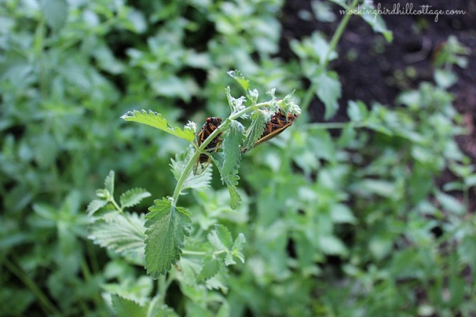 cicadas2oncatmint