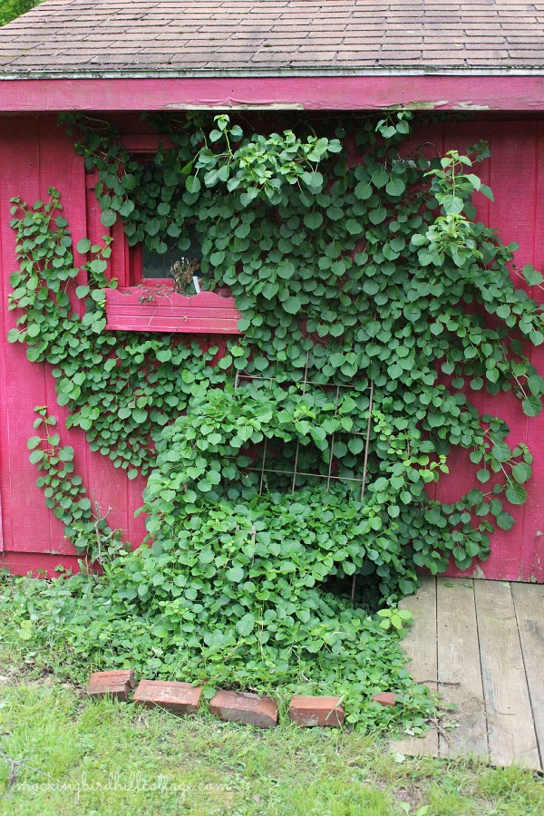 climbinghydrangea