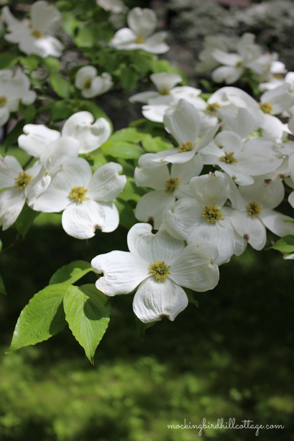 dogwood