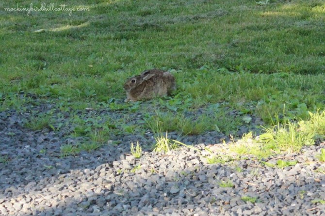 gardenbunny