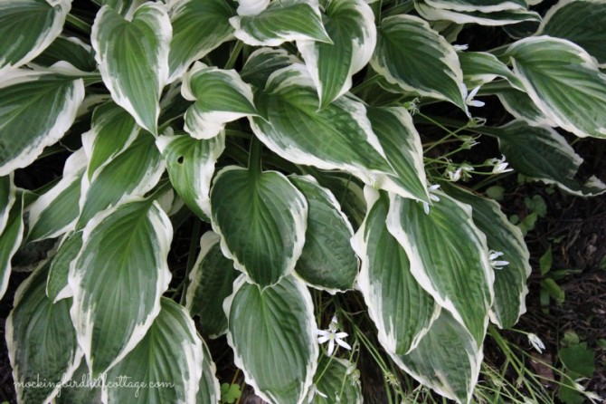 gardenhosta