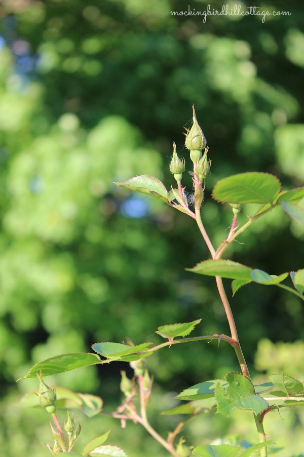 gardenrosebud