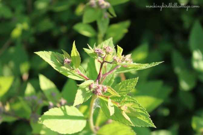 gardenspirea