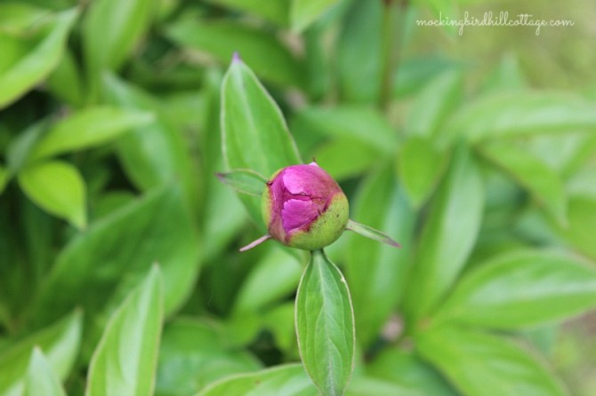 peonybud