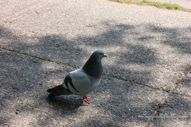 pigeon