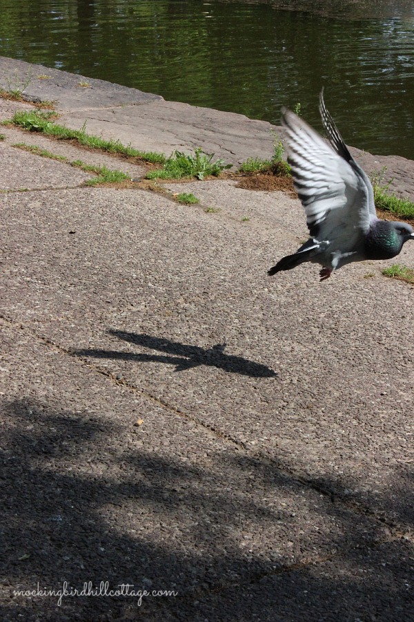 pigeonflying