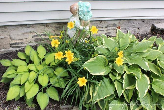 Thurs-daylilies