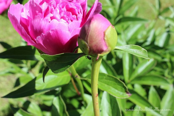 antonpeony