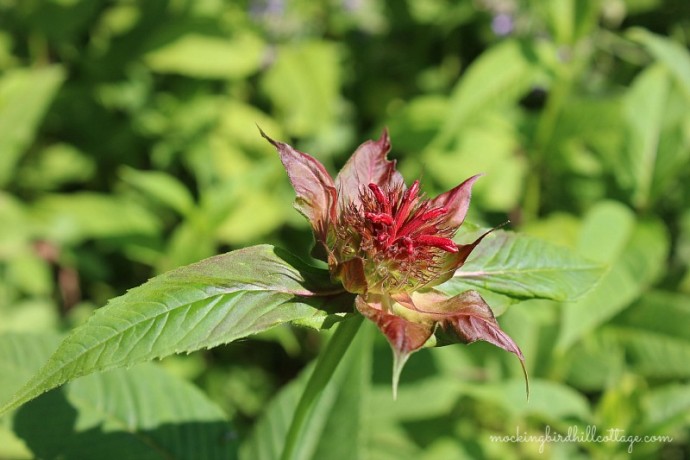 beebalm