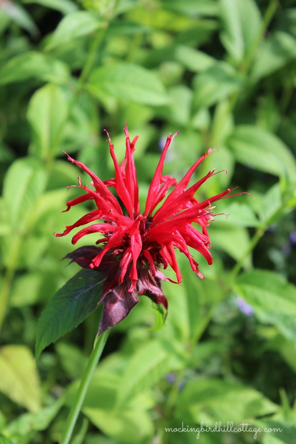 beebalm