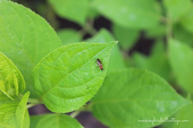 bugonleaf