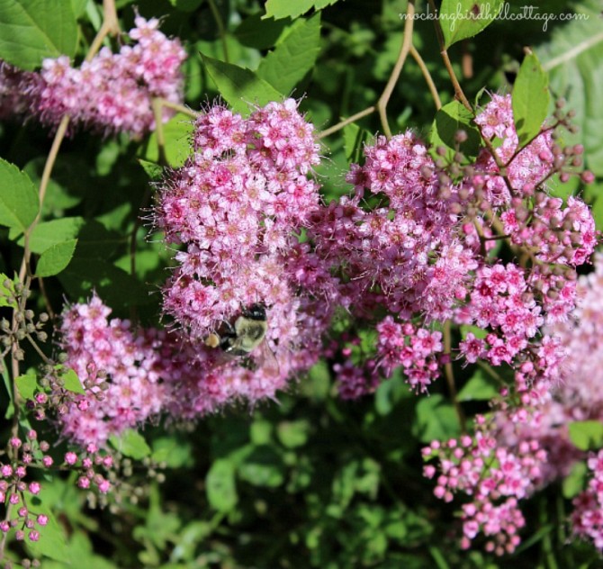 bumblebeespirea