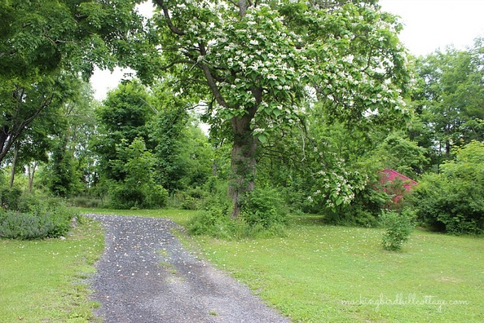 catalpa