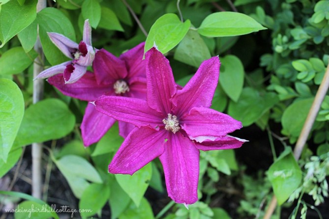 clematis