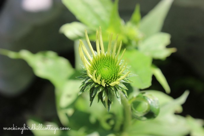 coneflower