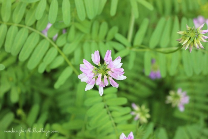 crownvetch