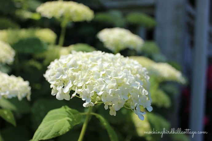 hydrangea