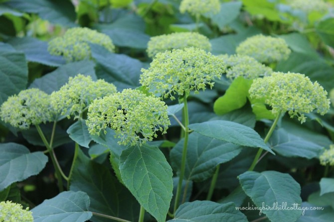 hydrangeas