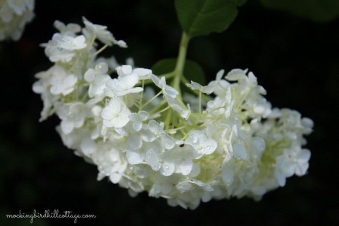 hydrangeawithdrops