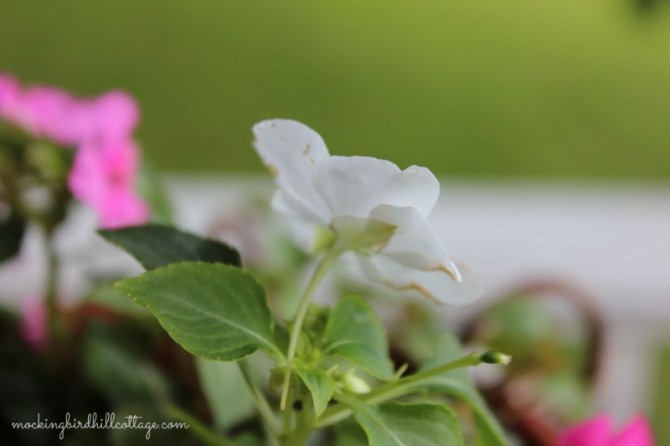 impatiens