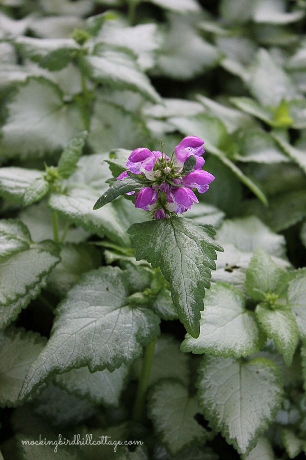 lamium