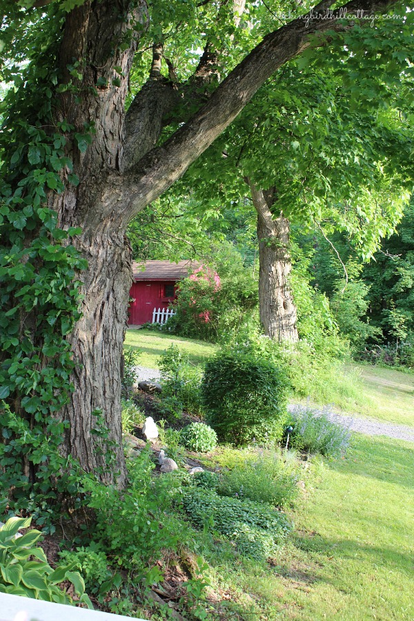 maple&shed